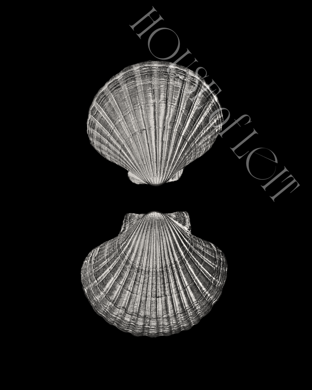 A pair of Pecten novaezelandiae by Claudia Leitgeb