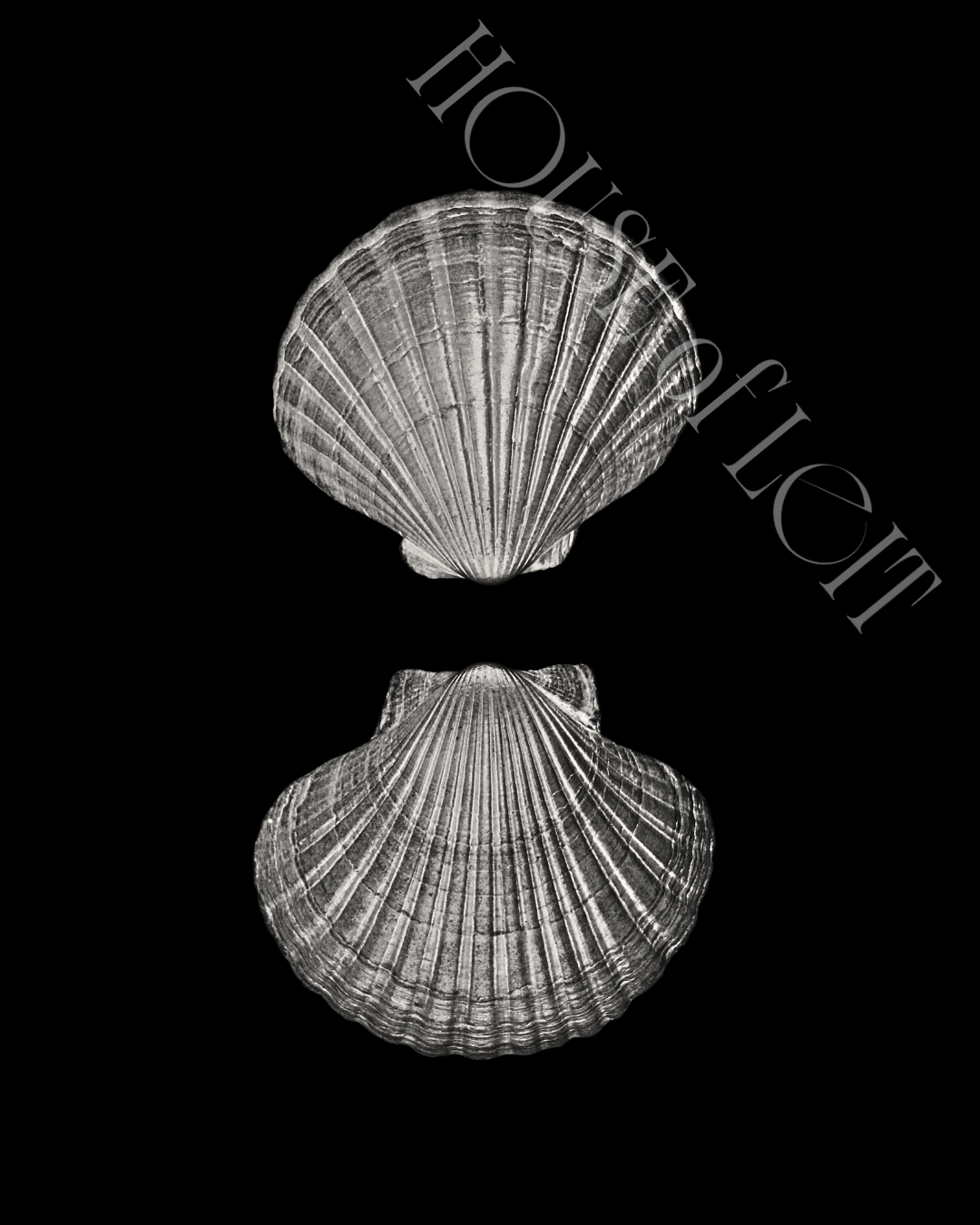 A pair of Pecten novaezelandiae by Claudia Leitgeb