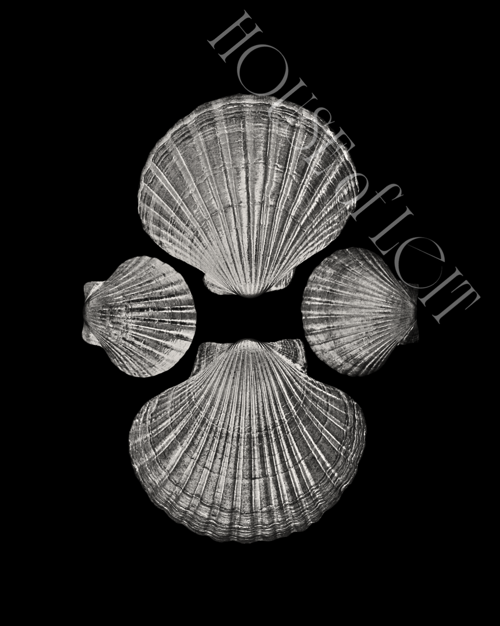 Four Pecten novaezelandiae by Claudia Leitgeb