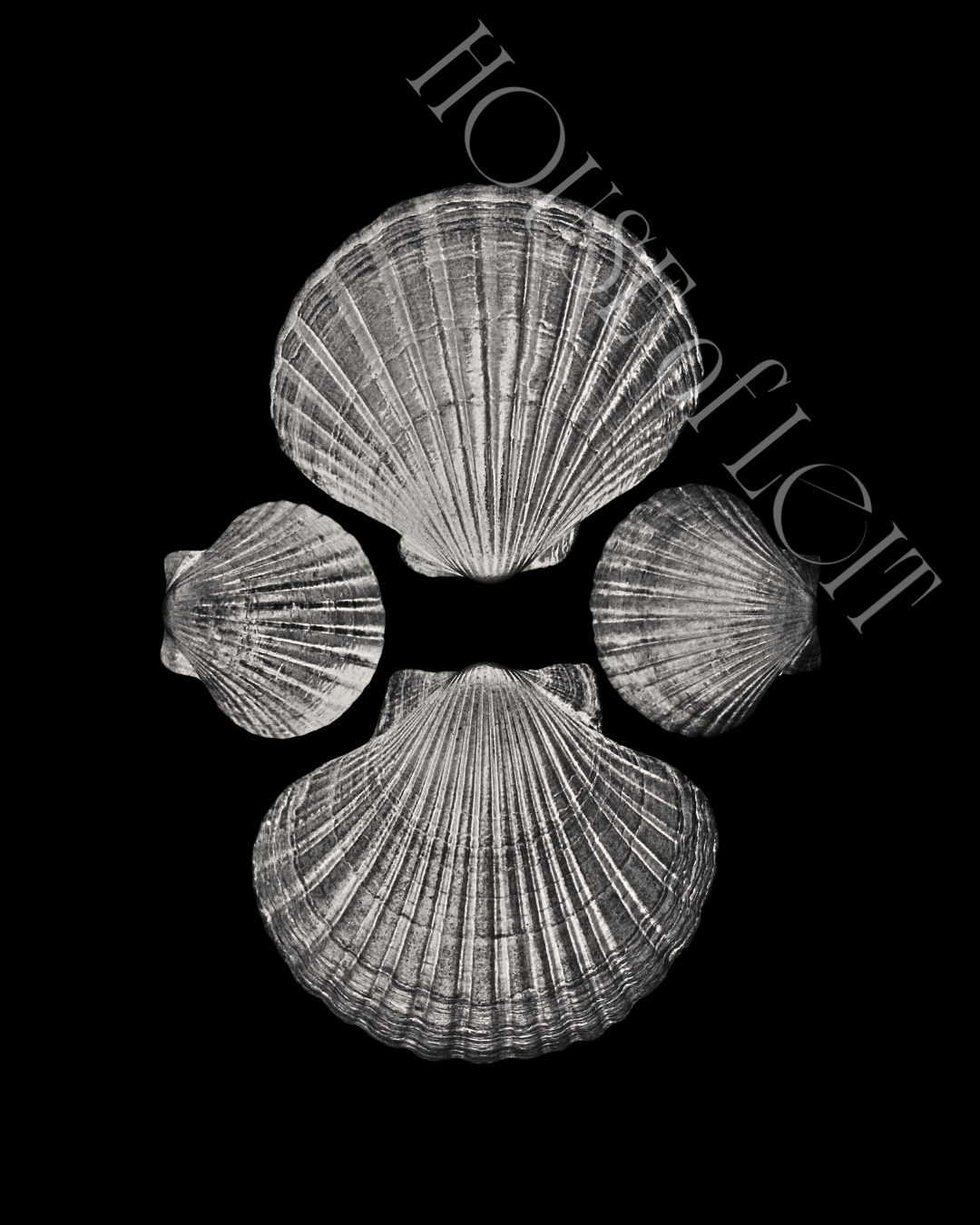Four Pecten novaezelandiae by Claudia Leitgeb