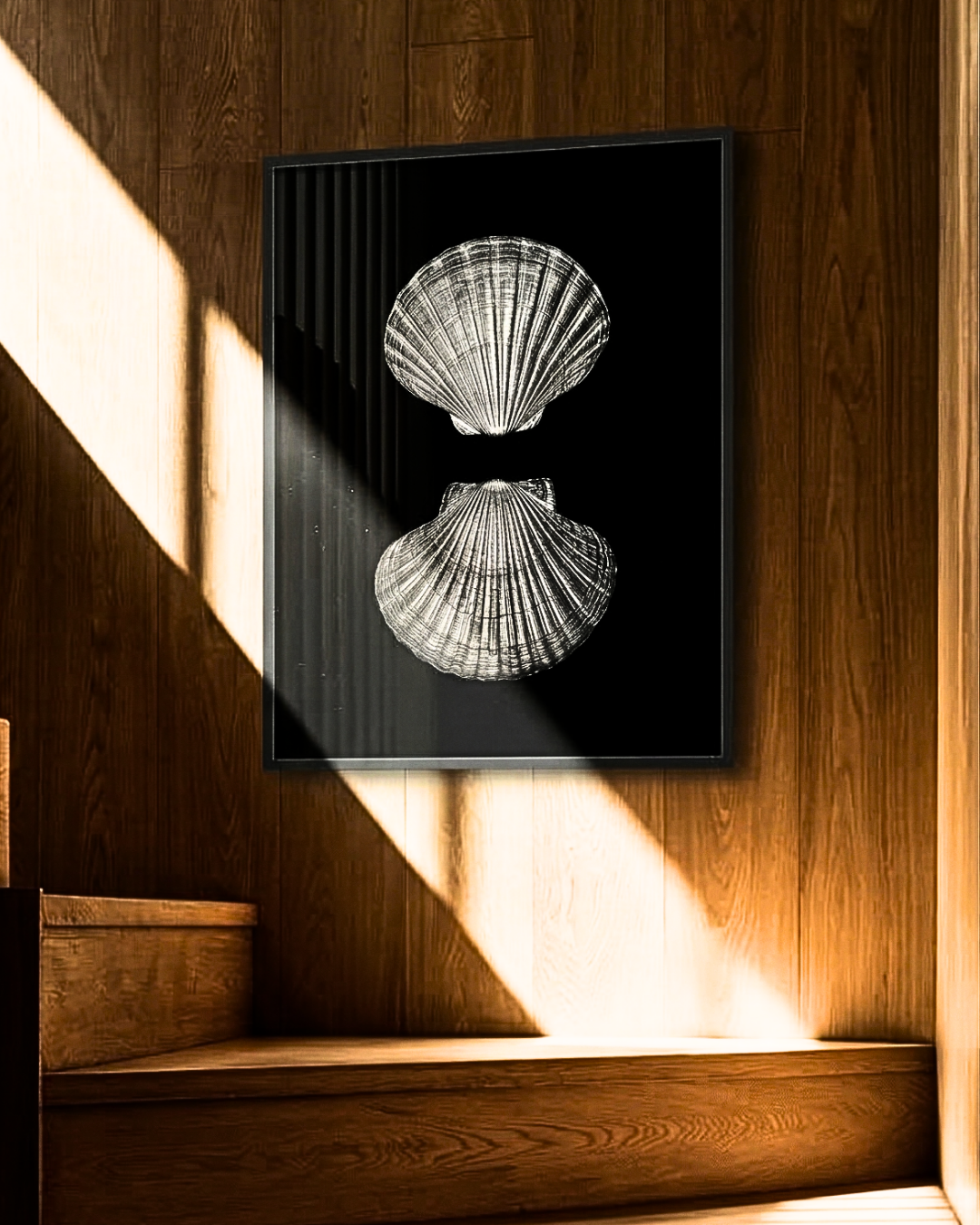 A pair of Pecten novaezelandiae by Claudia Leitgeb