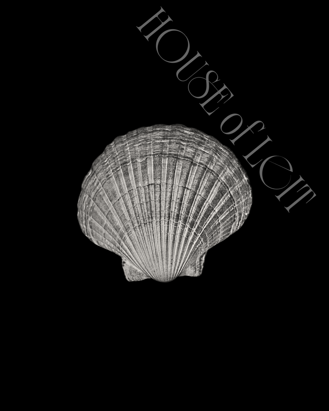 Single Pecten novaezelandiae by Claudia Leitgeb