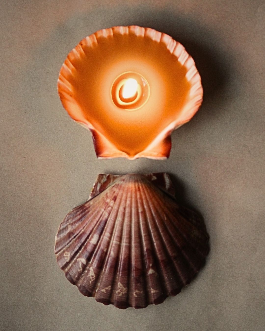 Scallop Shell Beeswax Candle